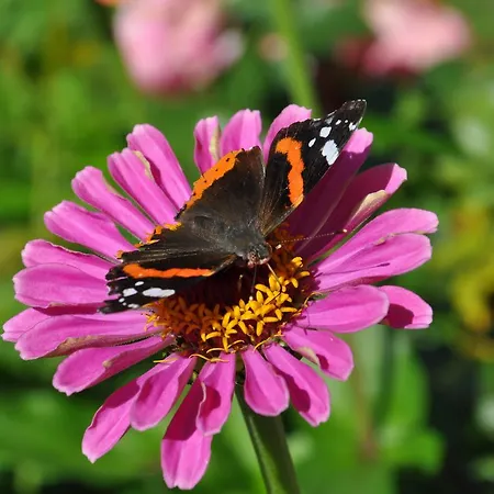 Gaestehaus Mayer מימינג